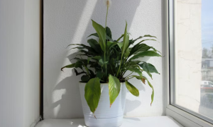 Цветок спатифиллум