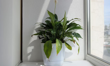 Цветок спатифиллум