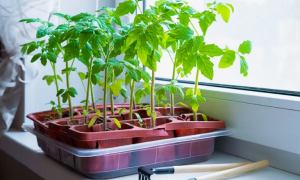 Рассада помидоров