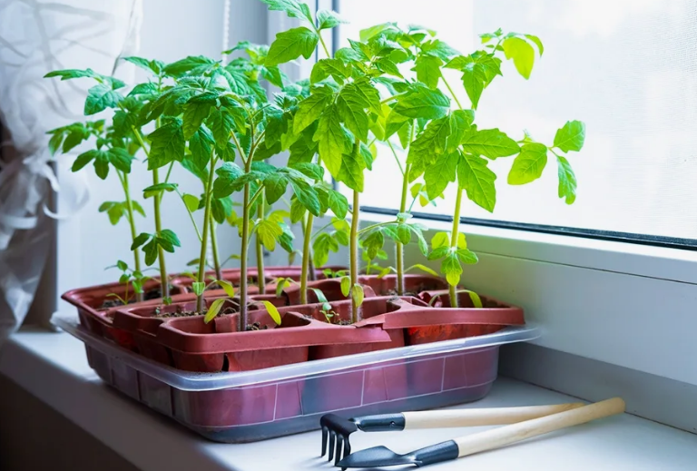 Рассада помидоров