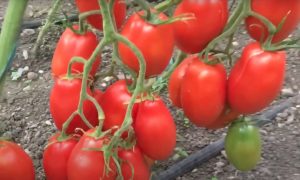 Томат сорта Запуняка