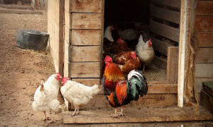 Домашняя птица