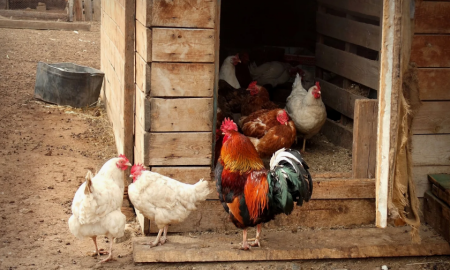 Домашняя птица