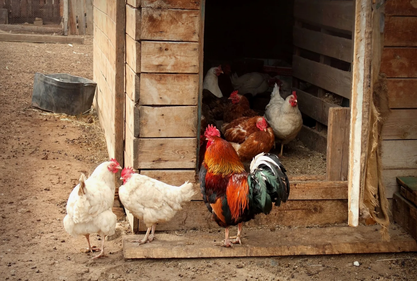 Домашняя птица