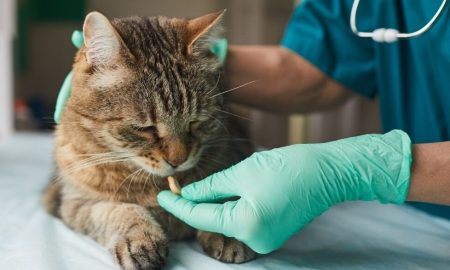 Ветврач даёт лекарство коту