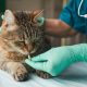 Ветврач даёт лекарство коту