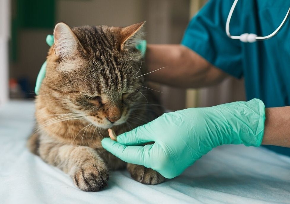 Ветврач даёт лекарство коту