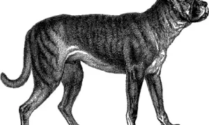 Булленбейцер: