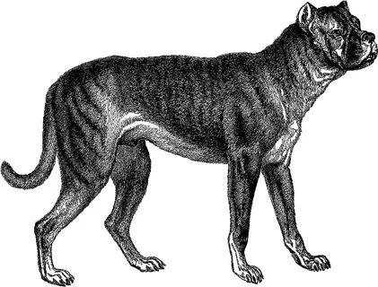 Булленбейцер: