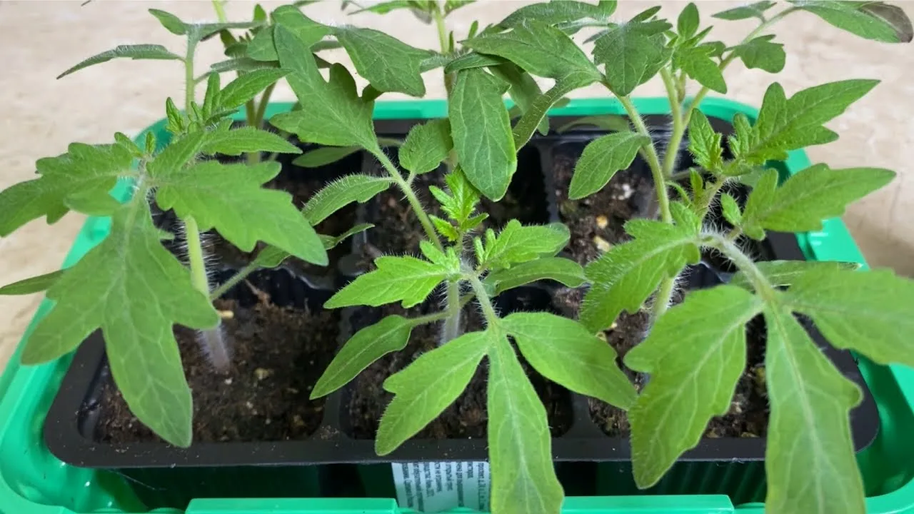 рассада томатов