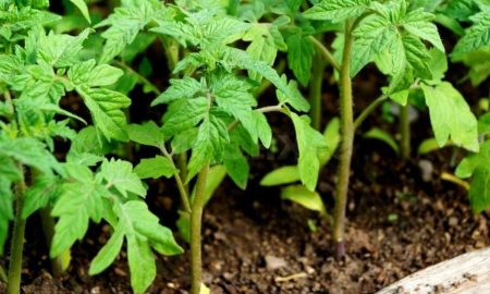 рассада томатов