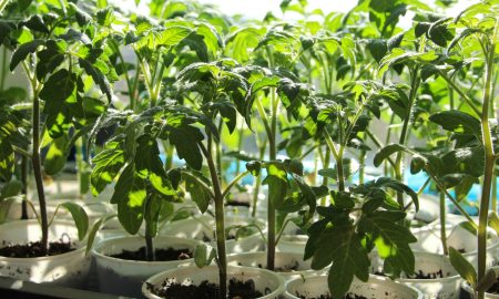 рассада томатов