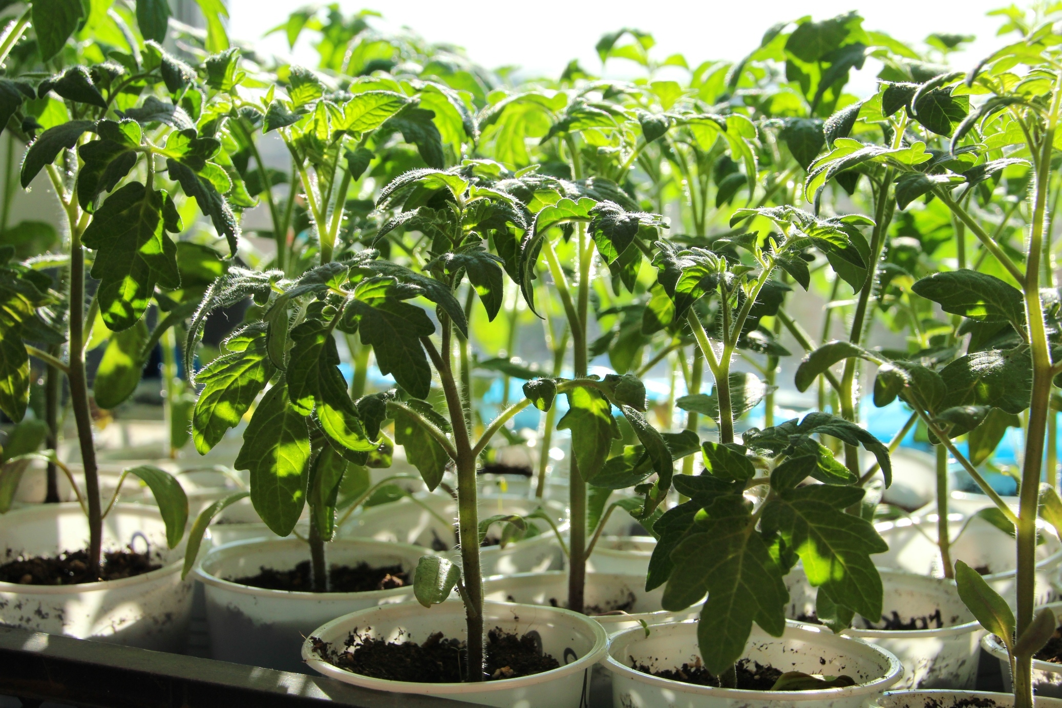 рассада томатов