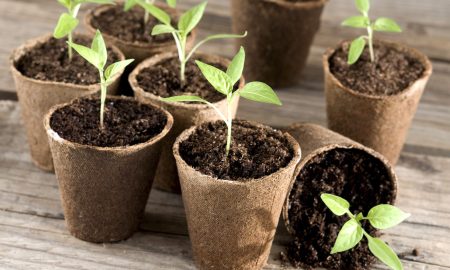 рассада перца