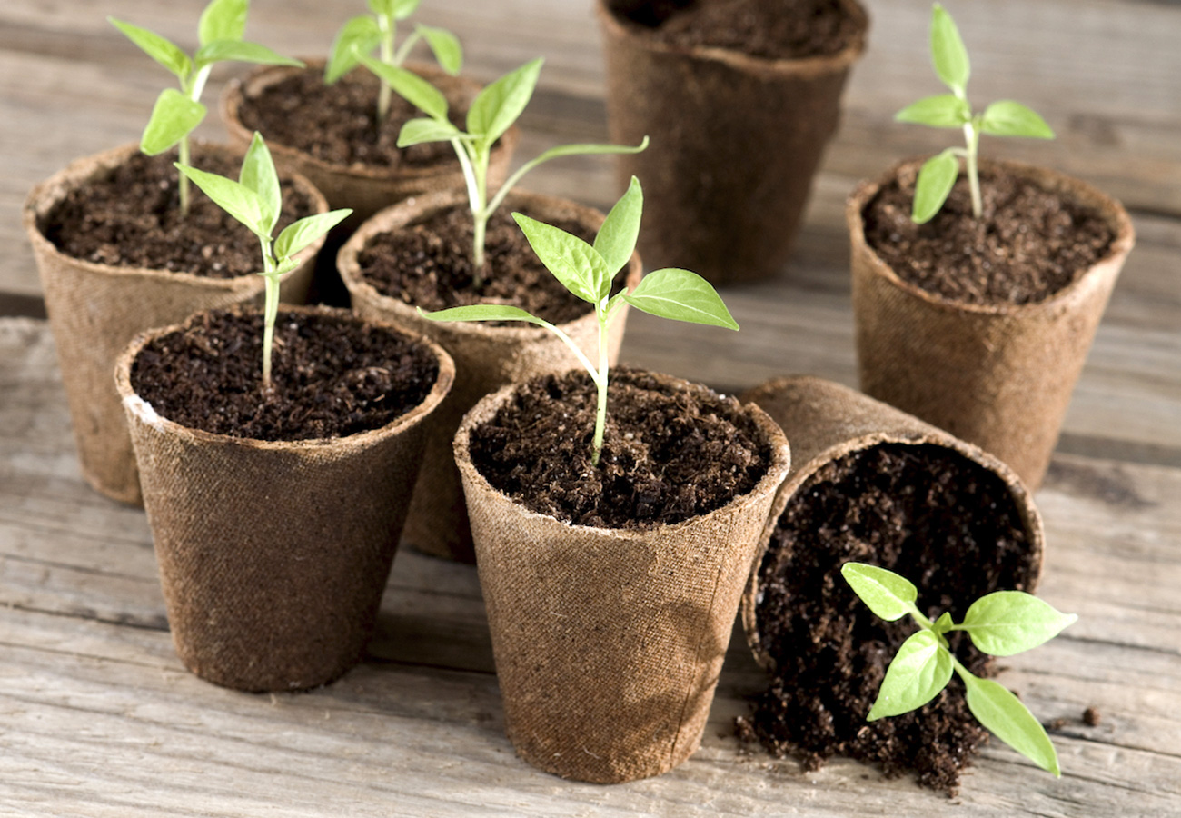 рассада перца