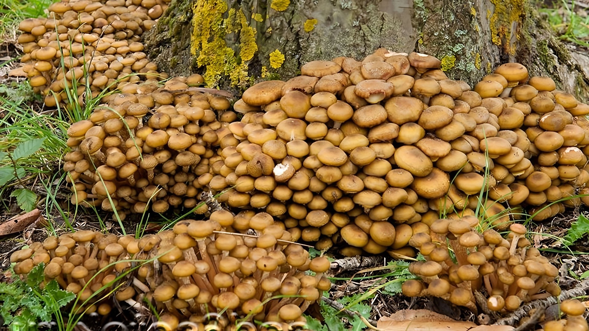 опята у дерева