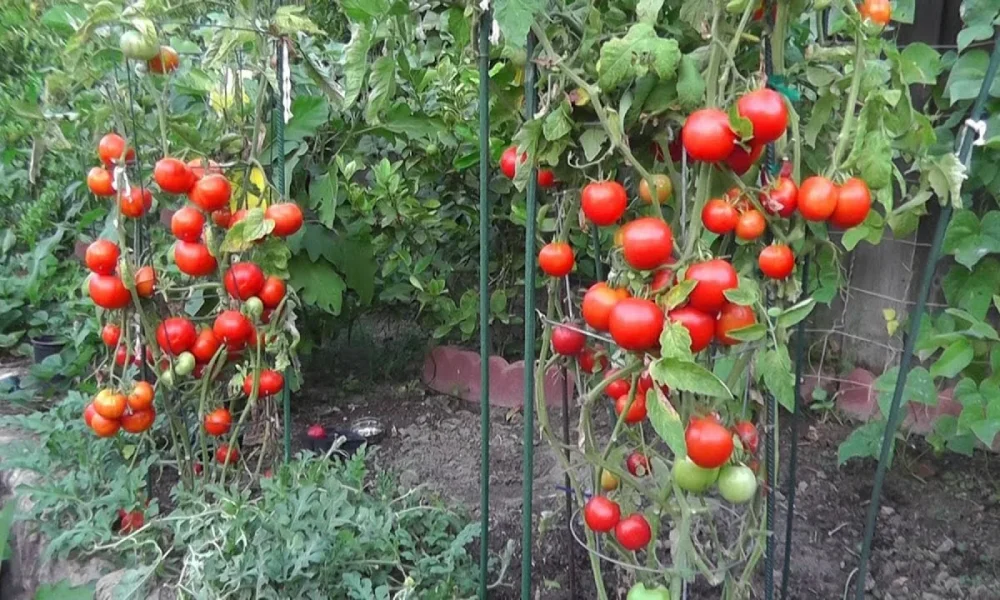 помидоры на грядке