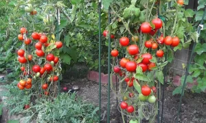 помидоры на грядке