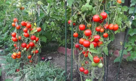 помидоры на грядке