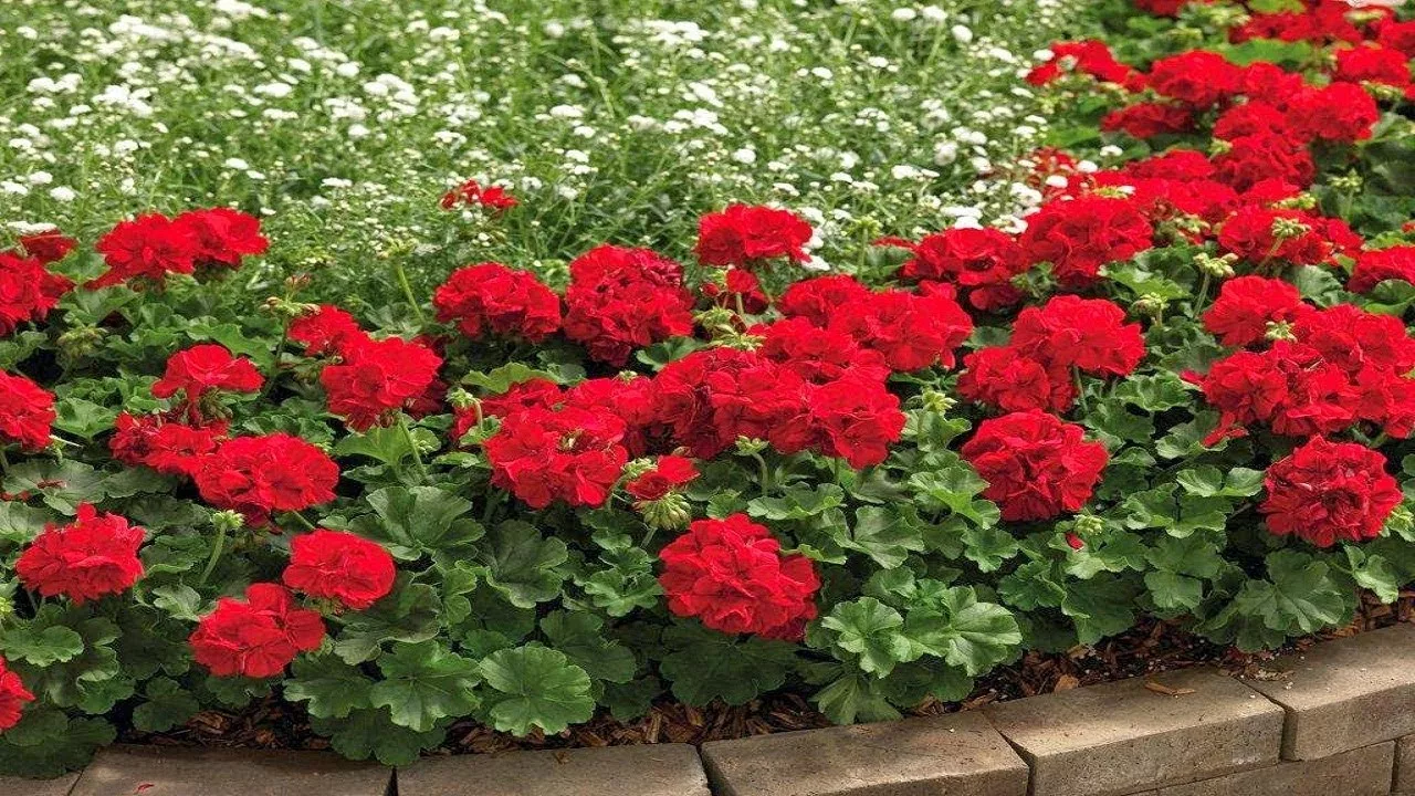 герань в саду