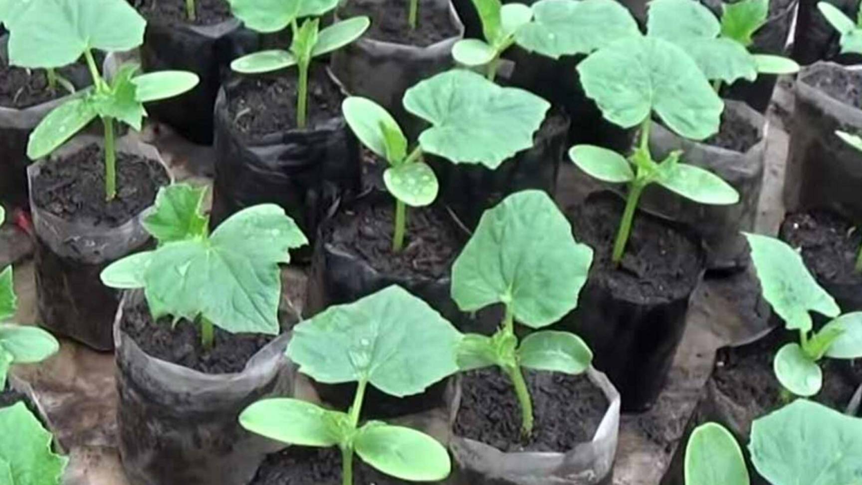 рассада огурцов