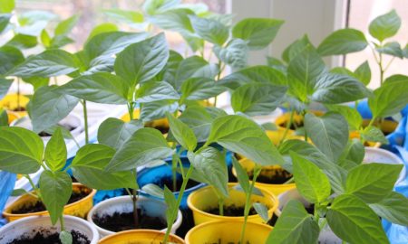 рассада перца