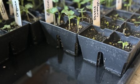 рассада с бирками