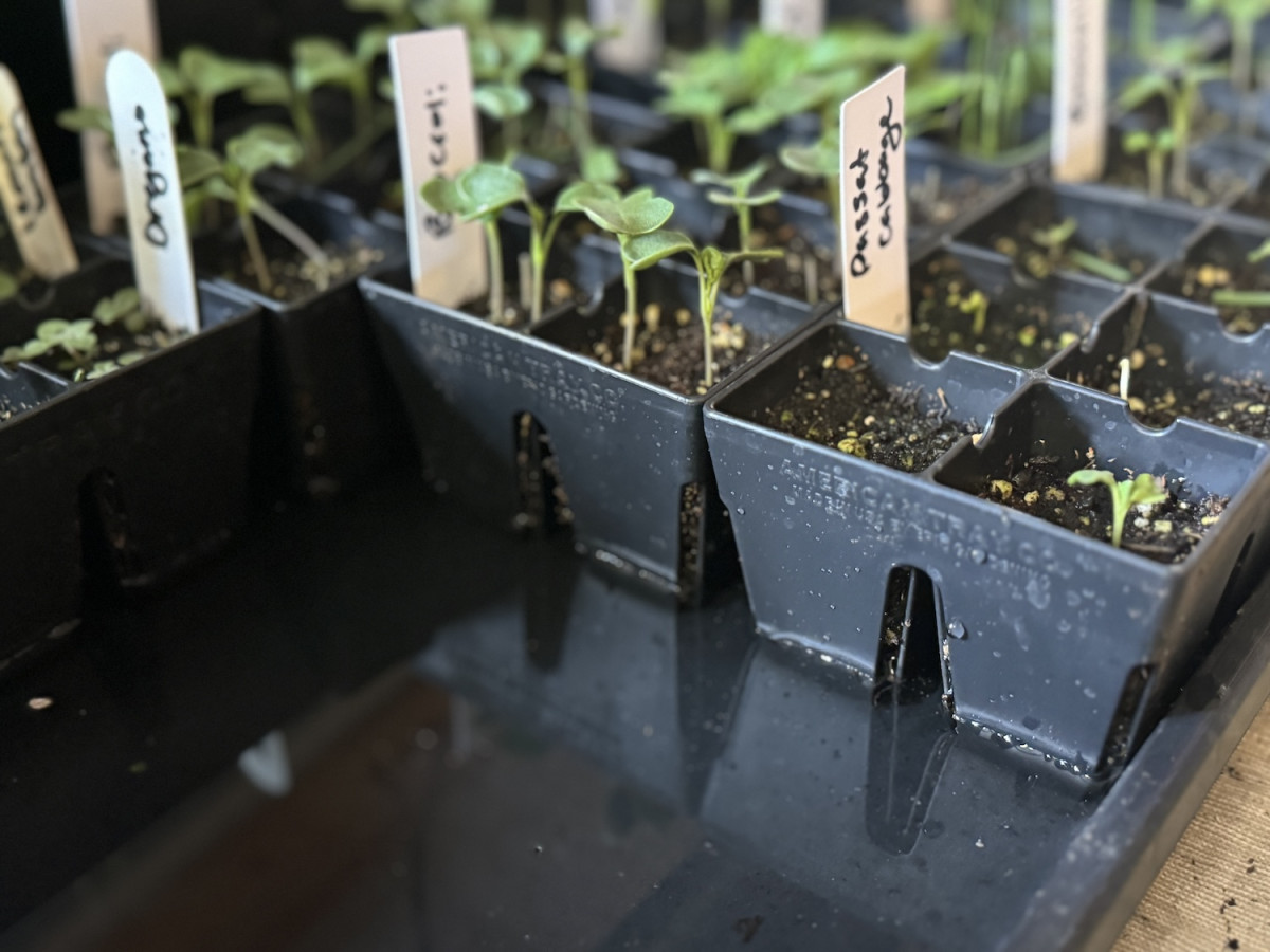 рассада с бирками