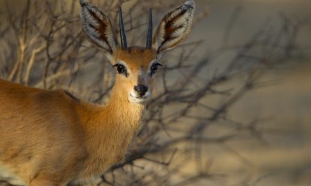 Косули иногда неосмотрительны