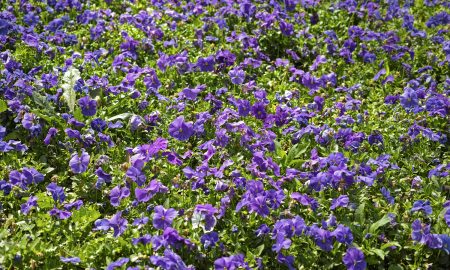 Цветущая лобелия