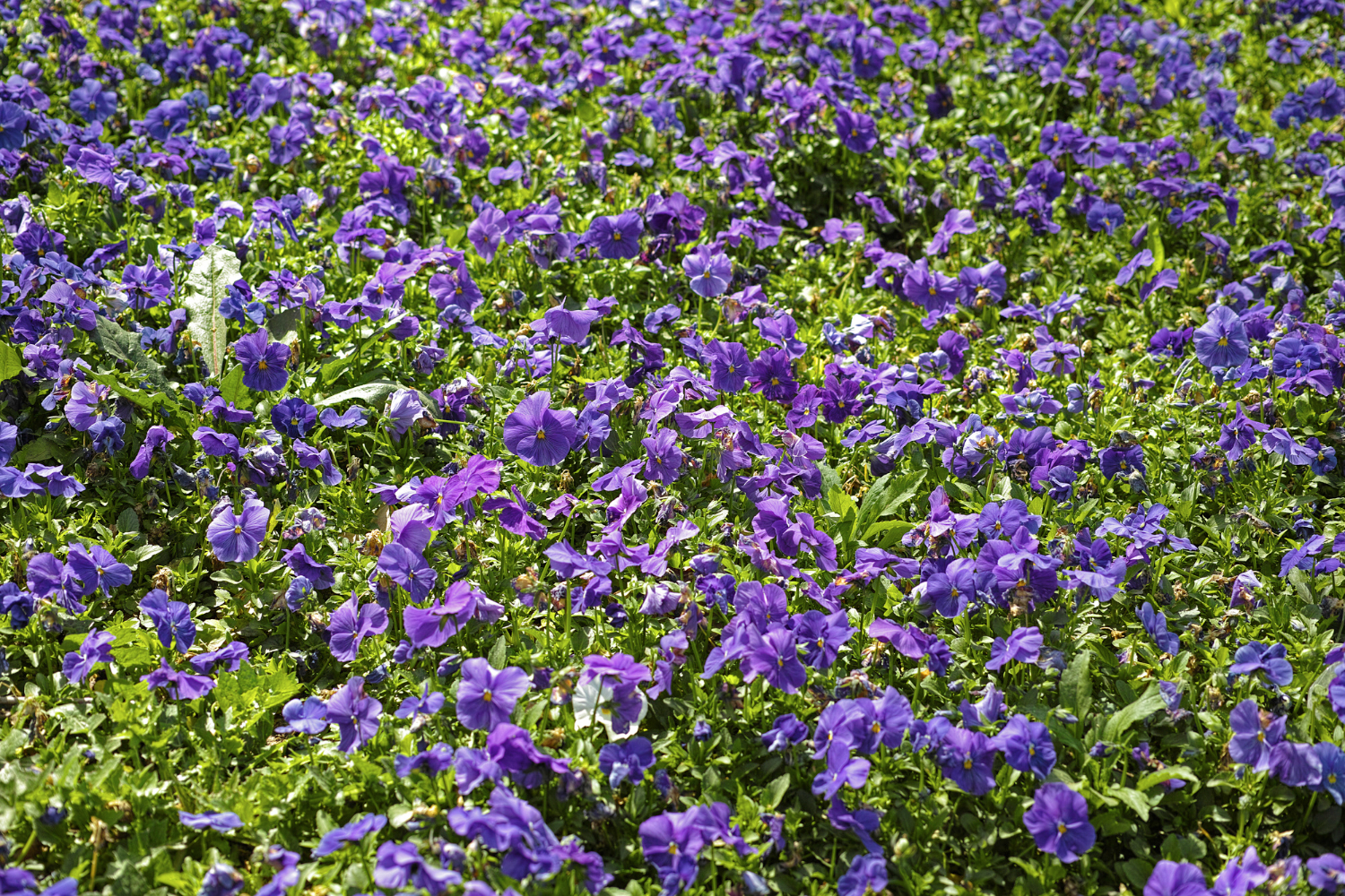 Цветущая лобелия