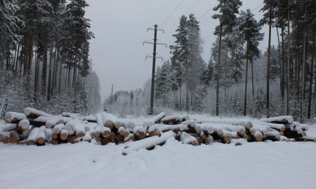 Поваленные деревья