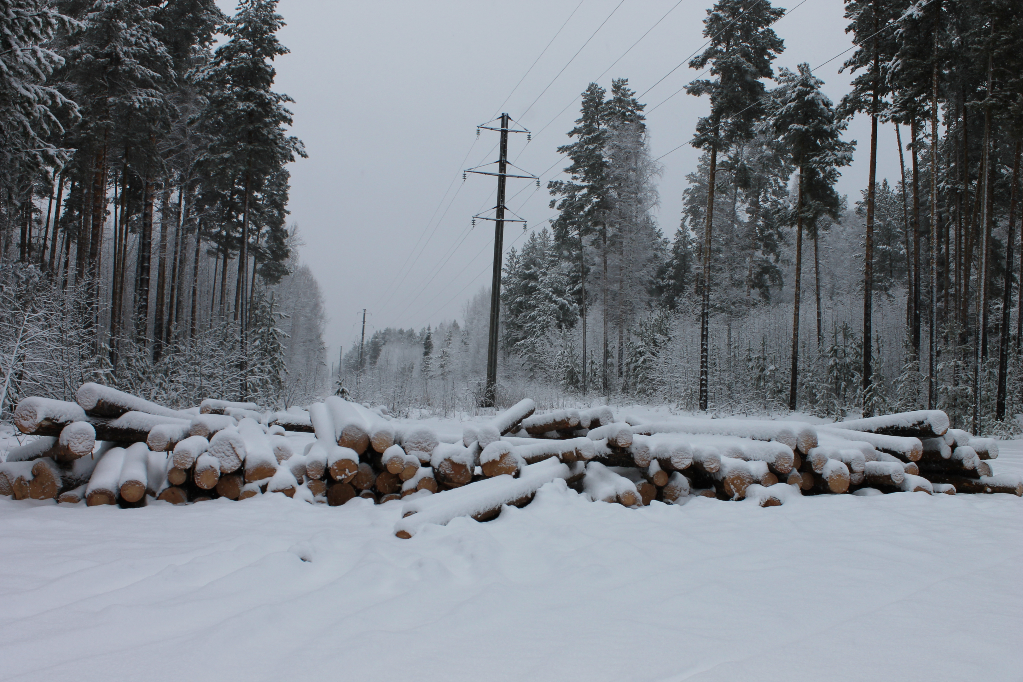 Поваленные деревья
