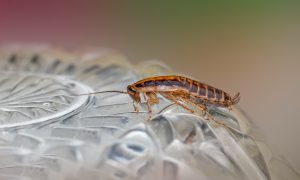 Таракан на хрустальной тарелке