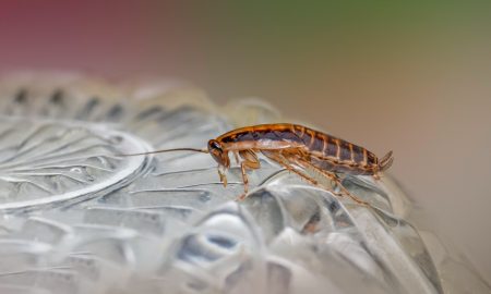 Таракан на хрустальной тарелке