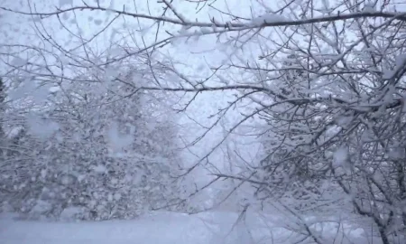 Деревья во время снегопада.