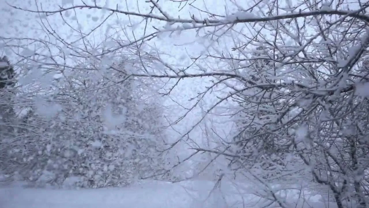 Деревья во время снегопада.