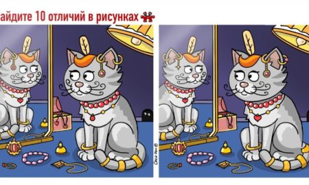 котик смотрит в зеркало