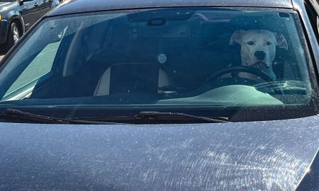 Пес сидит в машине