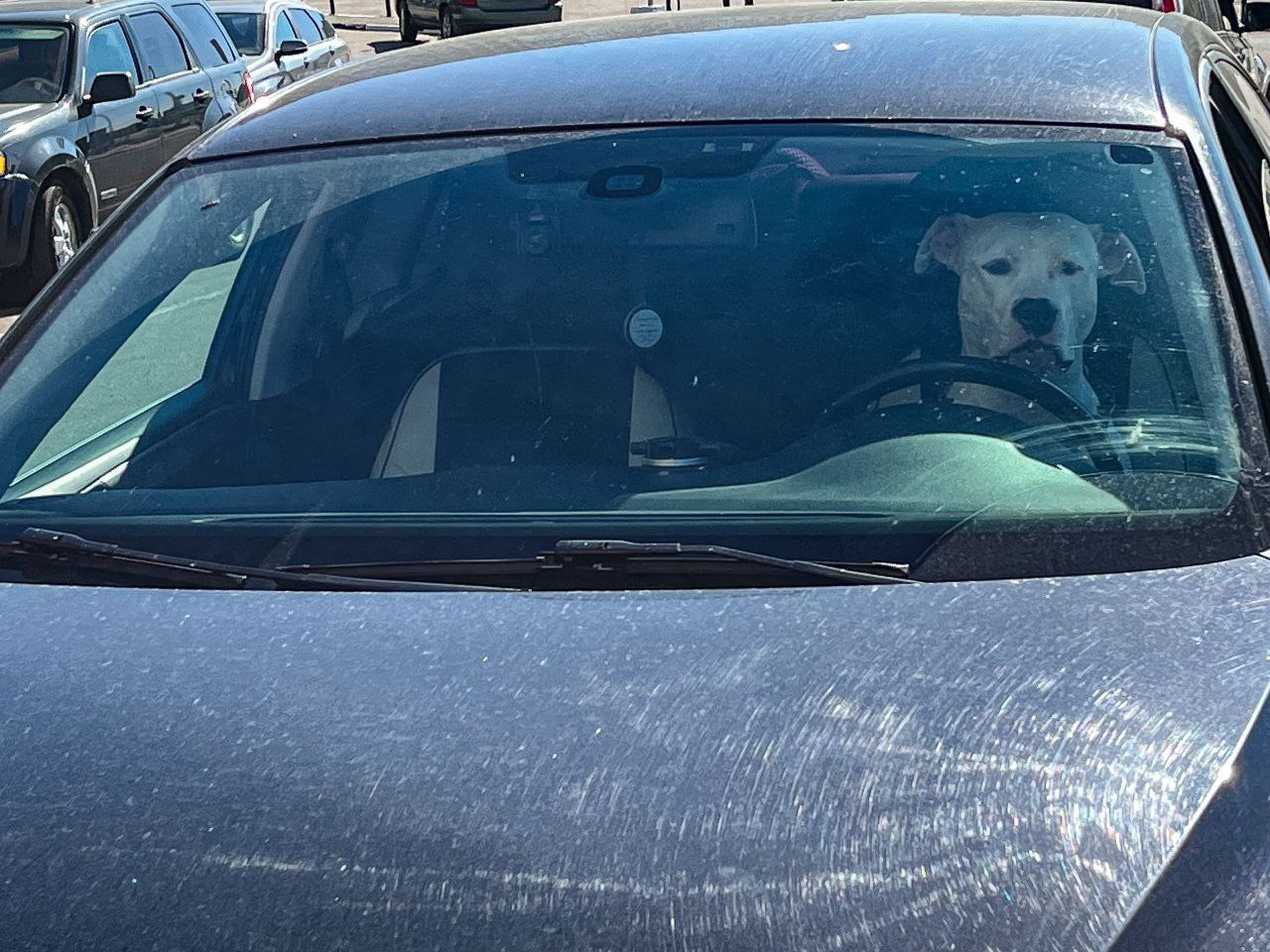 Пес сидит в машине