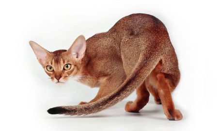 Абиссинская порода кошек