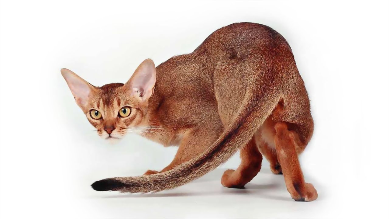 Абиссинская порода кошек