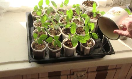 полив рассады