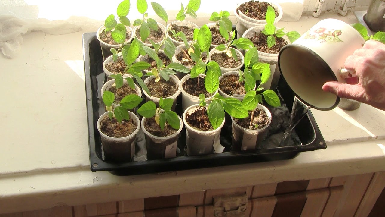 полив рассады