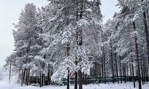 Заснеженный лес зимой