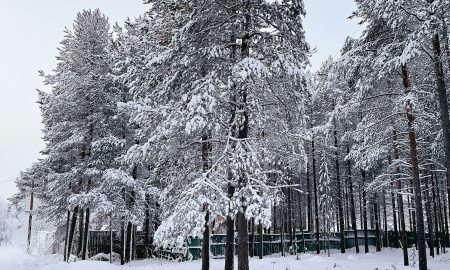 Заснеженный лес зимой