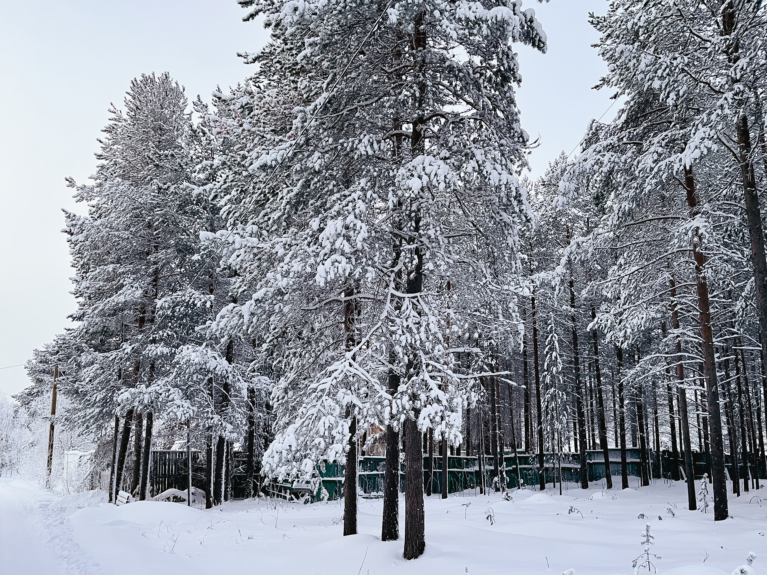 Заснеженный лес зимой