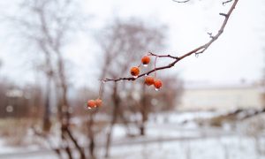 с ягод капает вода
