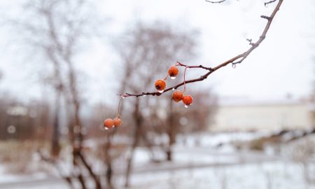 с ягод капает вода