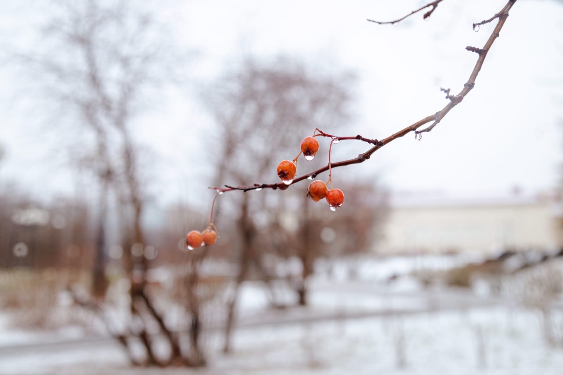 с ягод капает вода